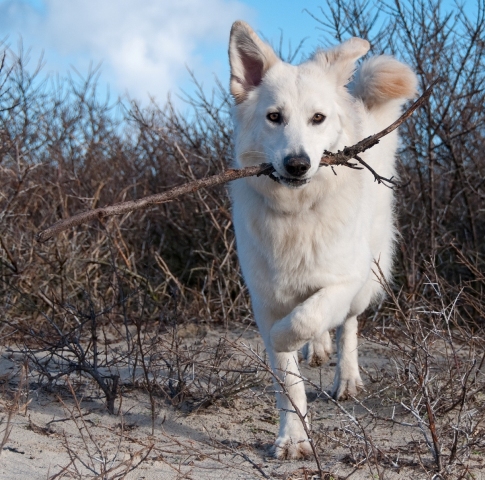 Fotos/VervolgI-nest/vervolg/Inka/CompDSC_0044[1].jpg